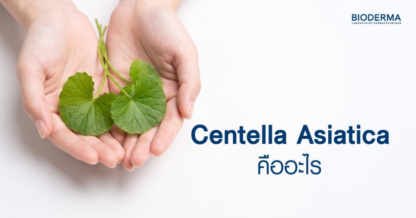 Centella Asiatica คืออะไร