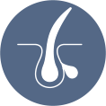 Sebaceous gland